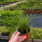 Ozdobnica čínska (Miscanthus sinensis) ‘LITTLE TIGER’ - kont. C1L